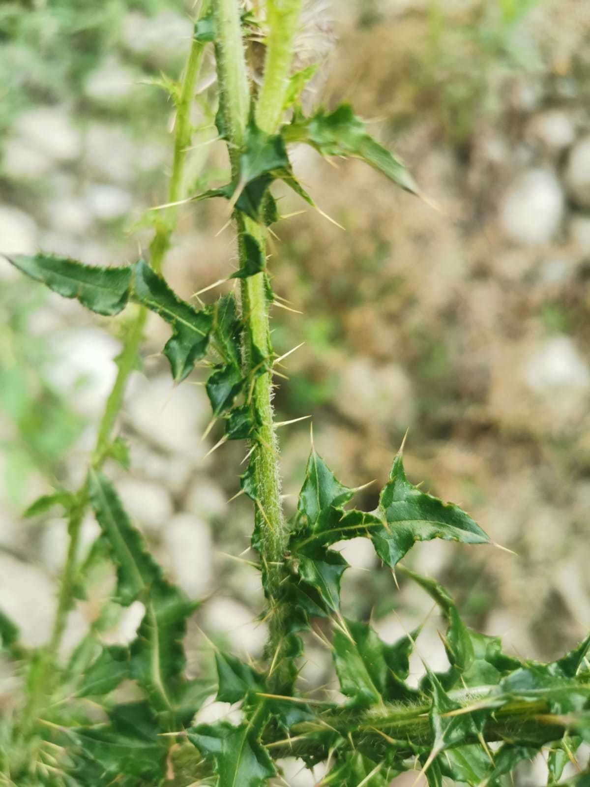 Plancia ëd Cirsium mexicanum DC.