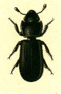 Image de Tenebroides mauritanicus (Linnaeus)
