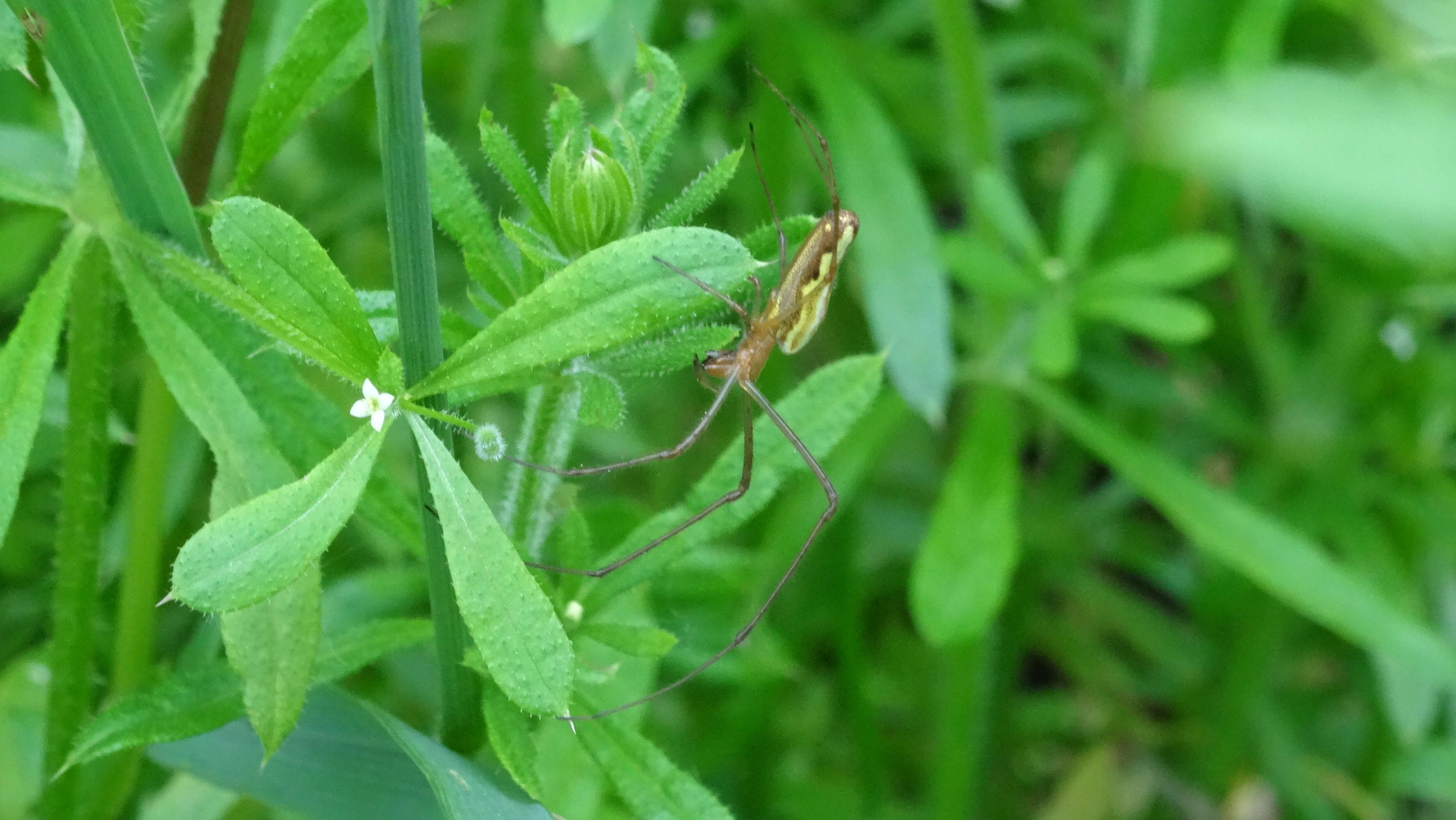 Image de Tetragnatha extensa (Linnaeus 1758)