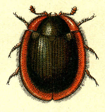 Image of Thymalus limbatus