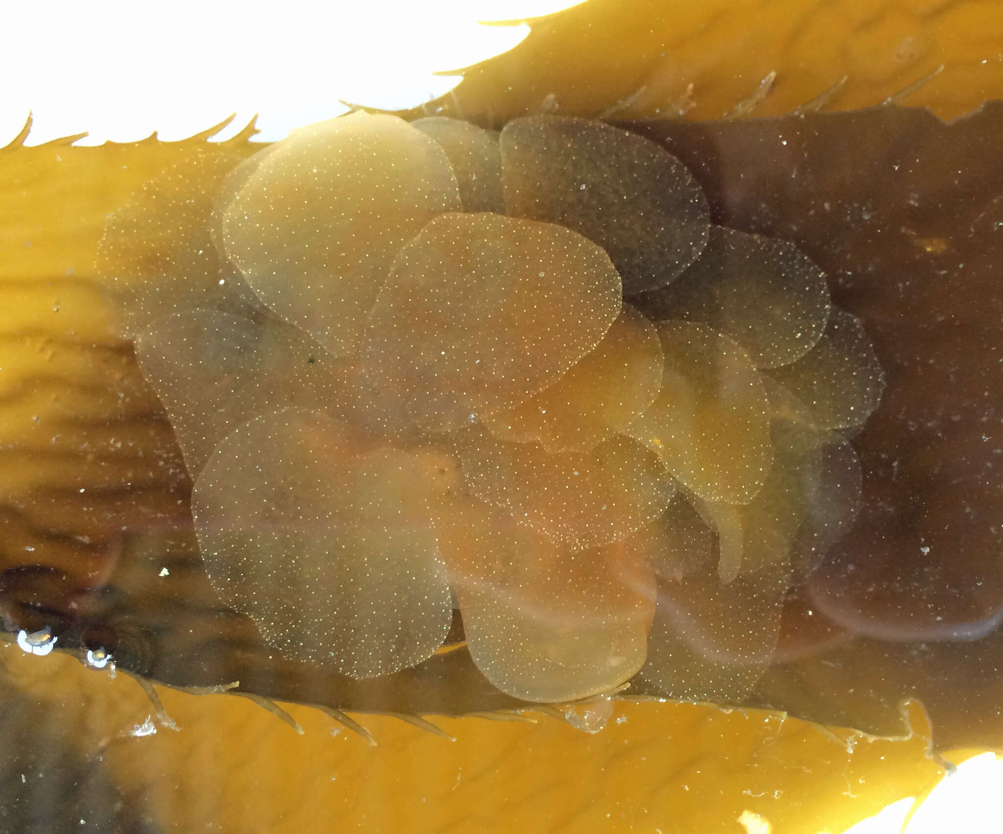 Image of Hooded sea slug