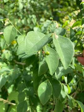 Image of <i>Phyllanthus mocinianus</i>