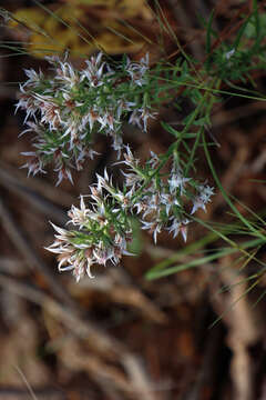 Image of Liatris hesperelegans G. L. Nesom