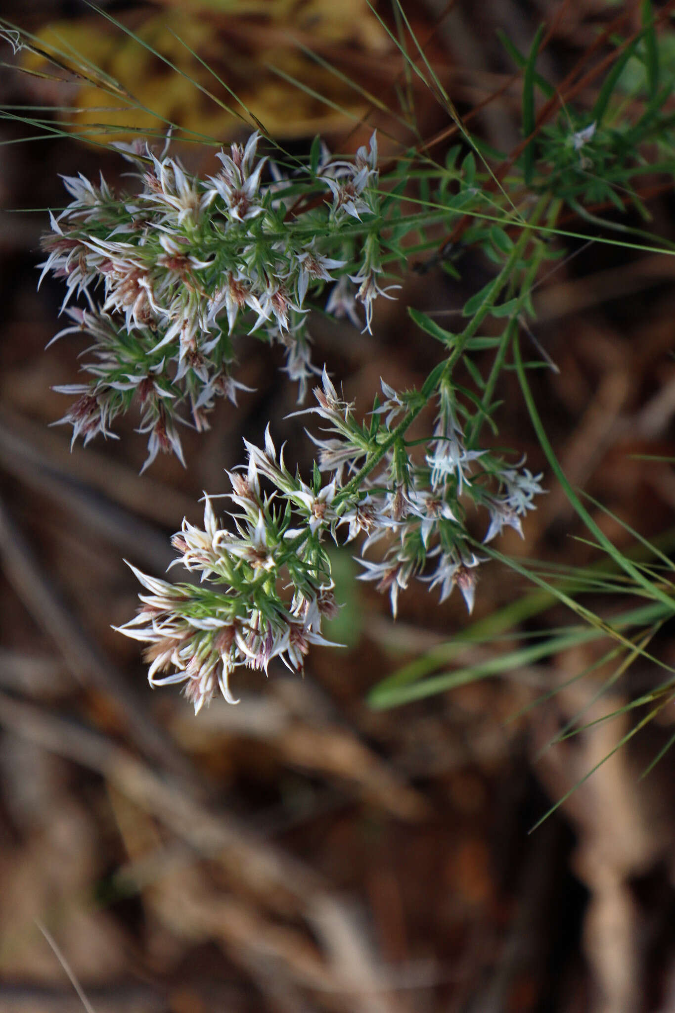 Image of Liatris hesperelegans G. L. Nesom