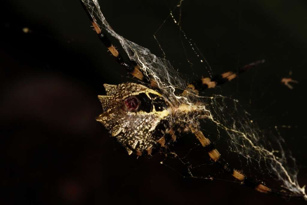 Image of Argiope levii Bjørn 1997