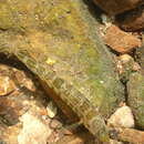 Image of Snubnose Darter