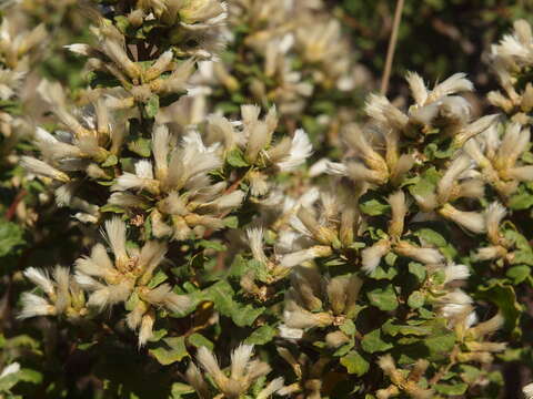 Image of Chaparral Broom