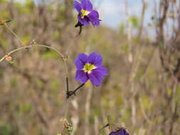 Image of Blue Nasturtium