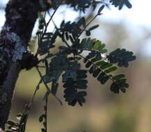 Imagem de Vachellia robusta subsp. robusta