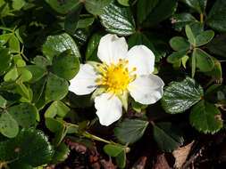 Image of beach strawberry