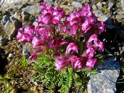 Image de Pedicularis asplenifolia Floerke ex Willd.