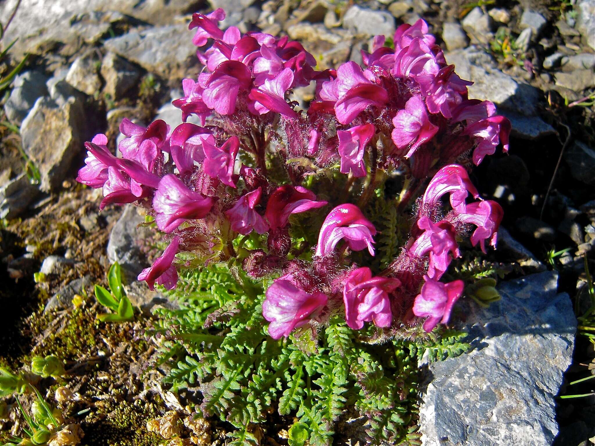 Image de Pedicularis asplenifolia Floerke ex Willd.