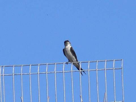 Слика од Hirundo dimidiata dimidiata Sundevall 1850