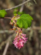 Imagem de Ribes sanguineum Pursh