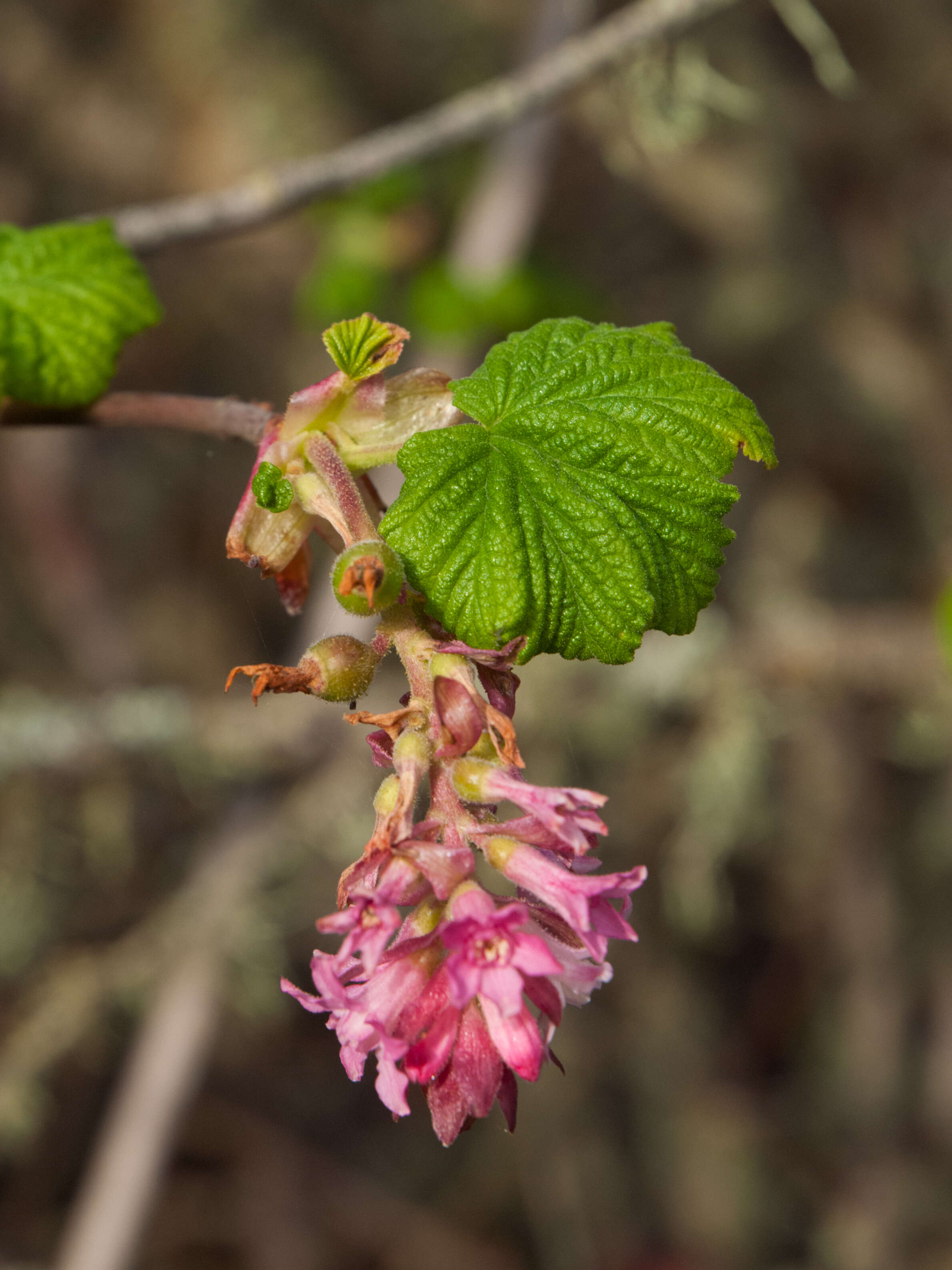 Imagem de Ribes sanguineum Pursh