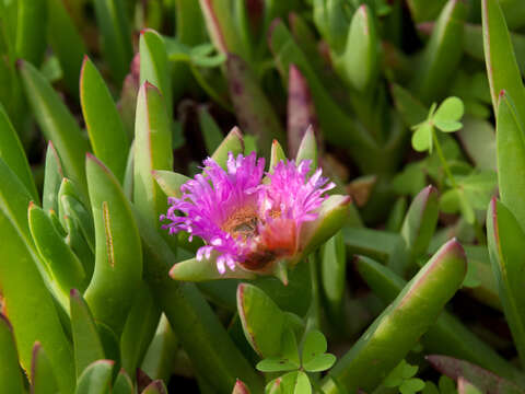 Image of ice plant