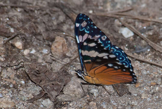 صورة Hamadryas amphinome mexicana Lucas 1853