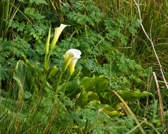 Image of Arum lily