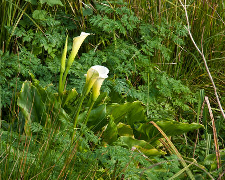 Image of Arum lily