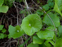 Image of Indian lettuce