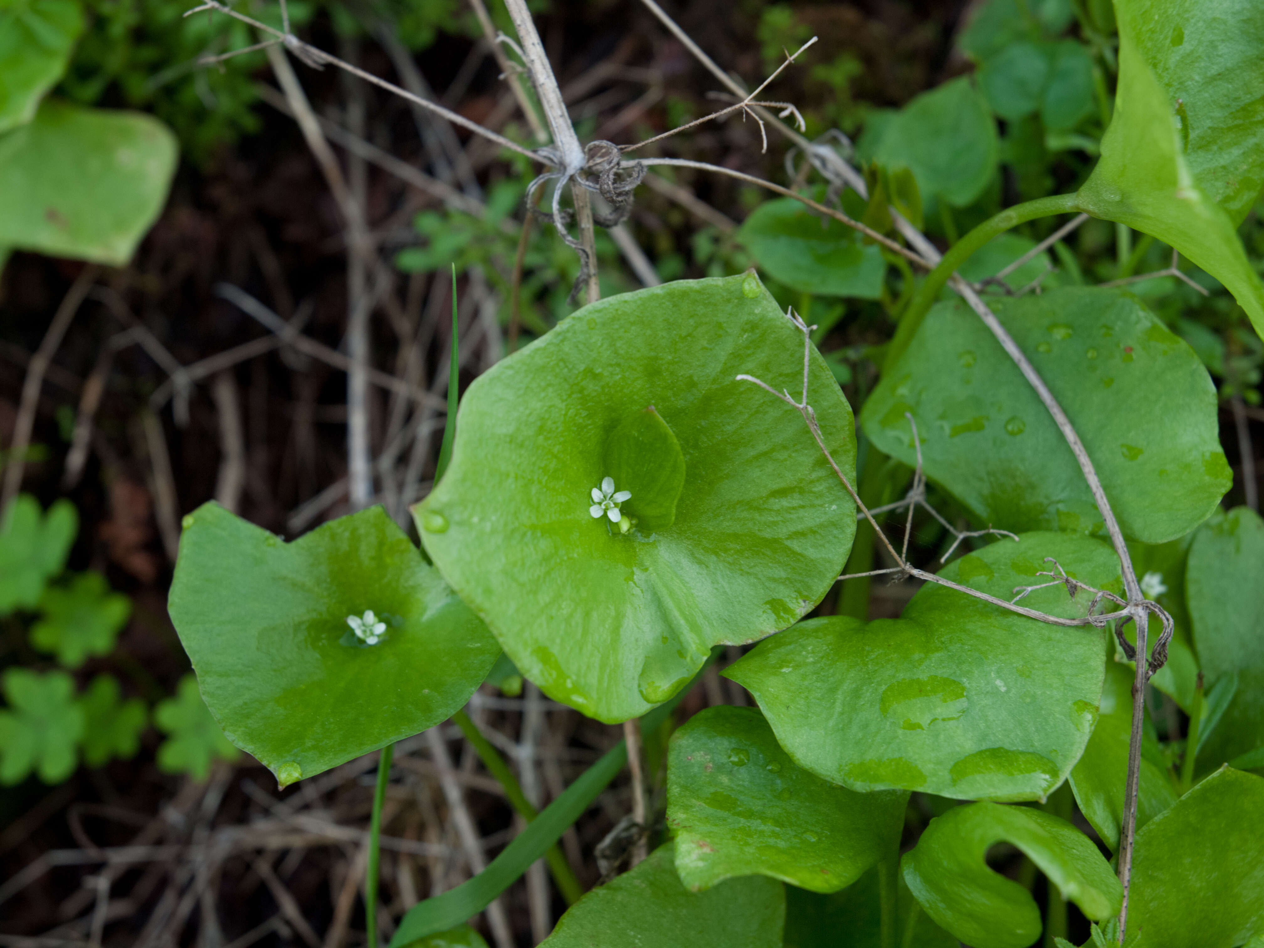 Image of Indian lettuce