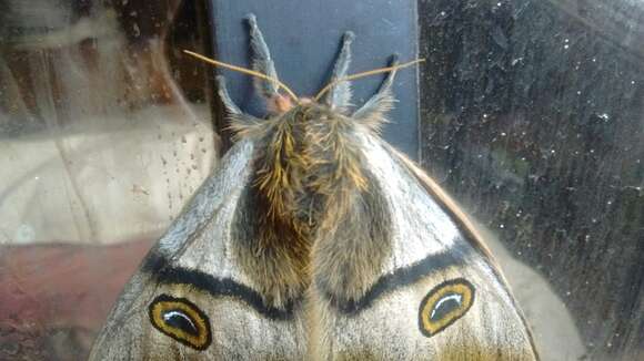 Polythysana rubrescens (Blanchard 1852) resmi