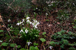 Image de Galanthus woronowii Losinsk.