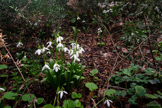 Image de Galanthus woronowii Losinsk.