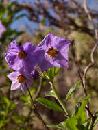 Image of bluewitch nightshade