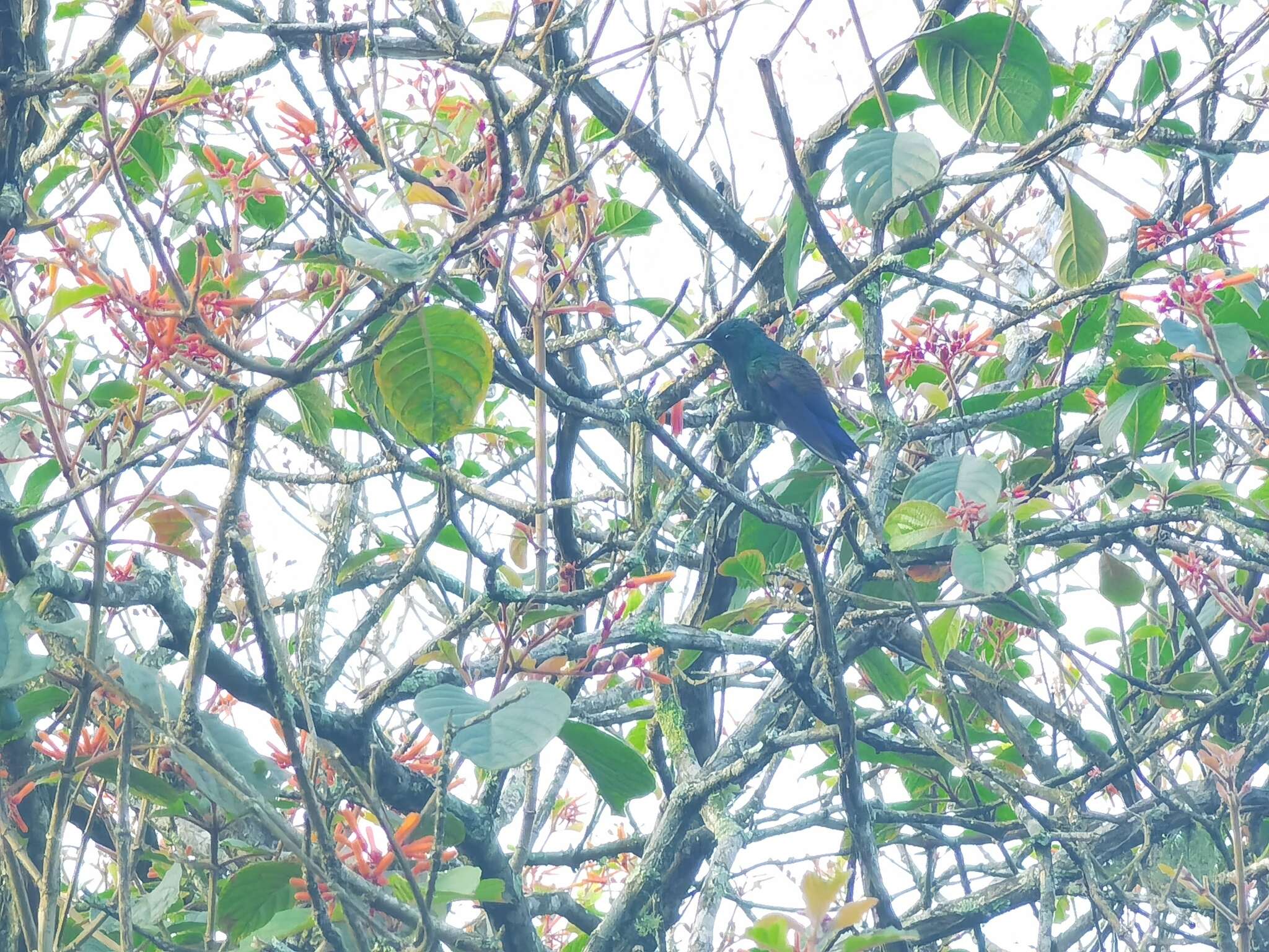 Image of Blue-tailed Hummingbird