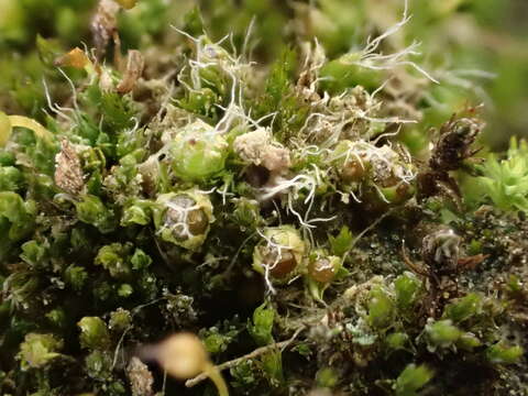 Image of sessile pterygoneurum moss