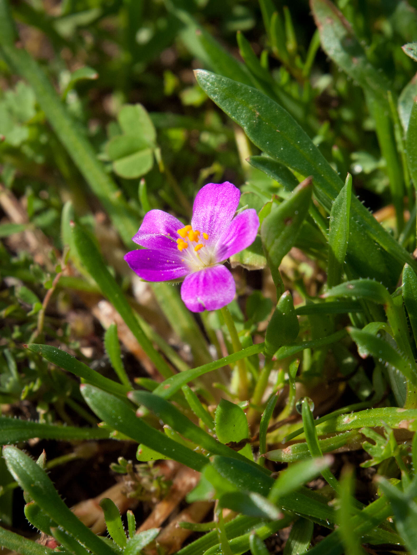 Слика од Calandrinia ciliata (Ruiz & Pavon) DC.