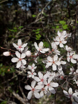 Image of Klamath plum