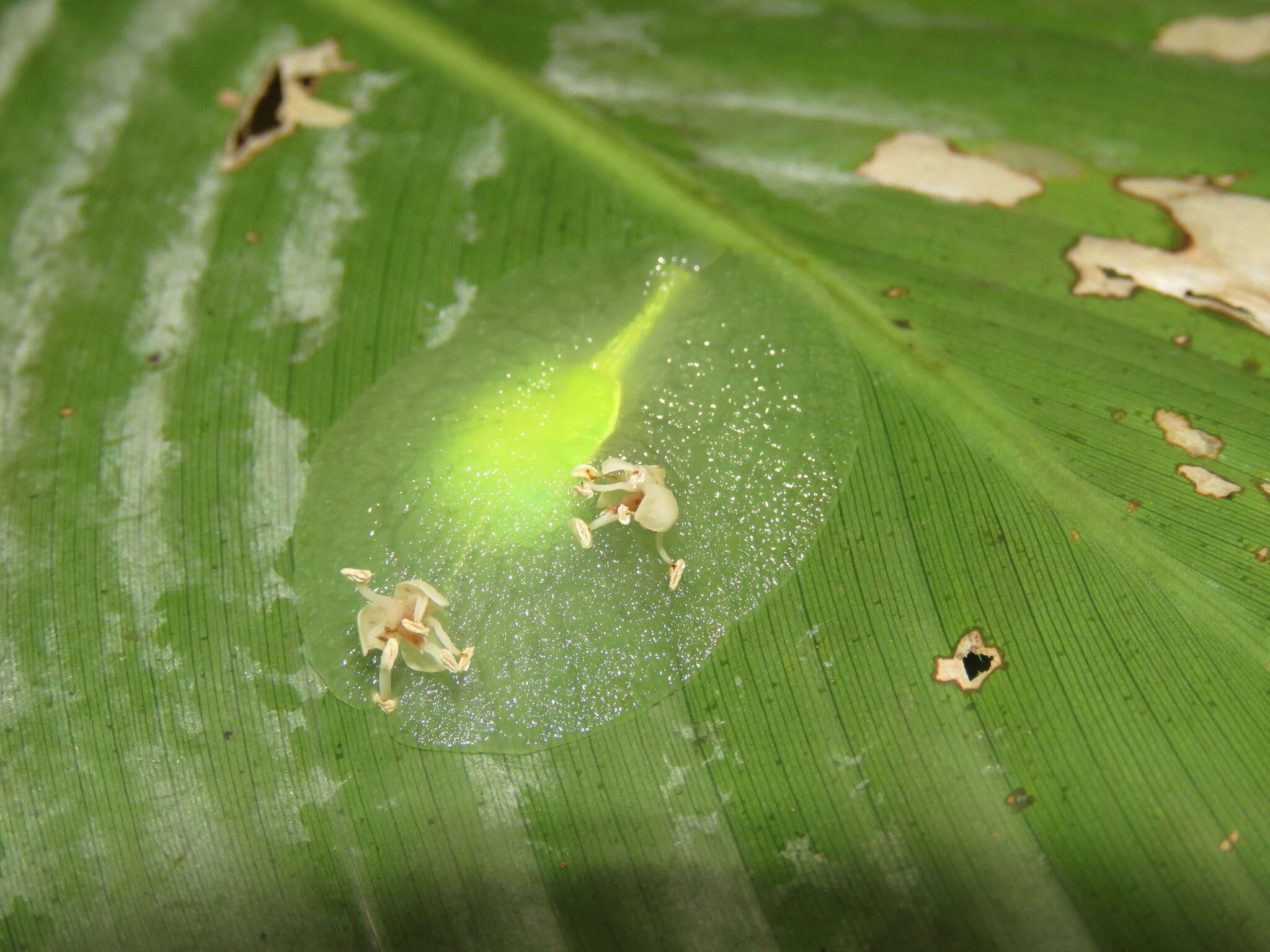 Image of <i>Gaeotis nigrolineata</i>