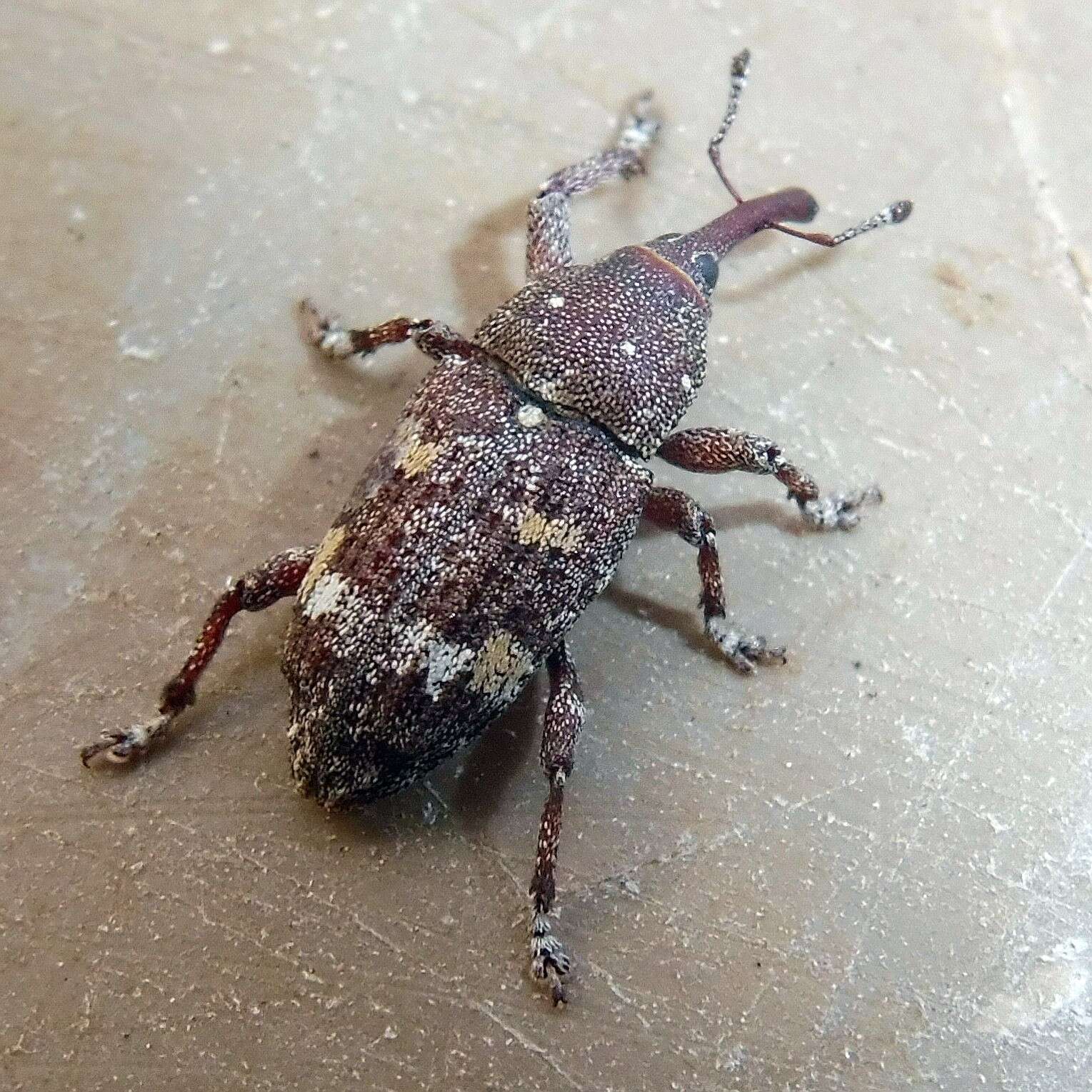 Image of Banded Pine Weevil