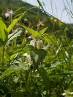 Image of white deadnettle