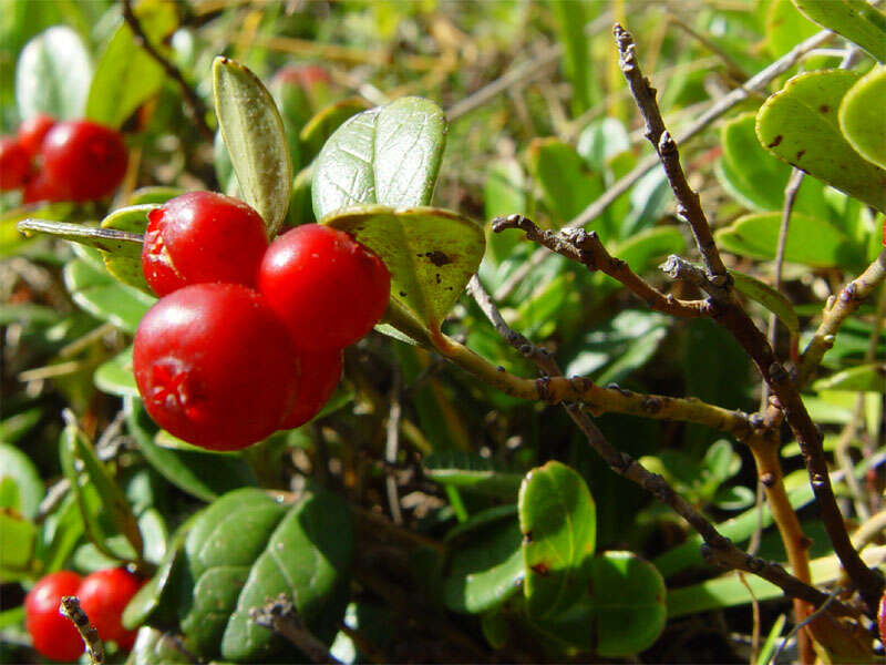 Image of lingonberry