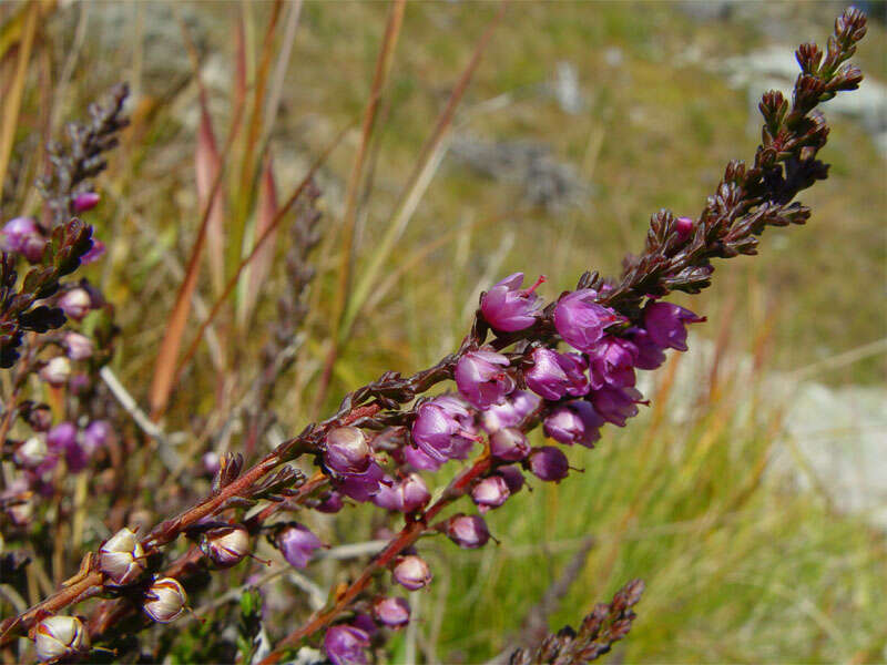 Imagem de Erica carnea L.