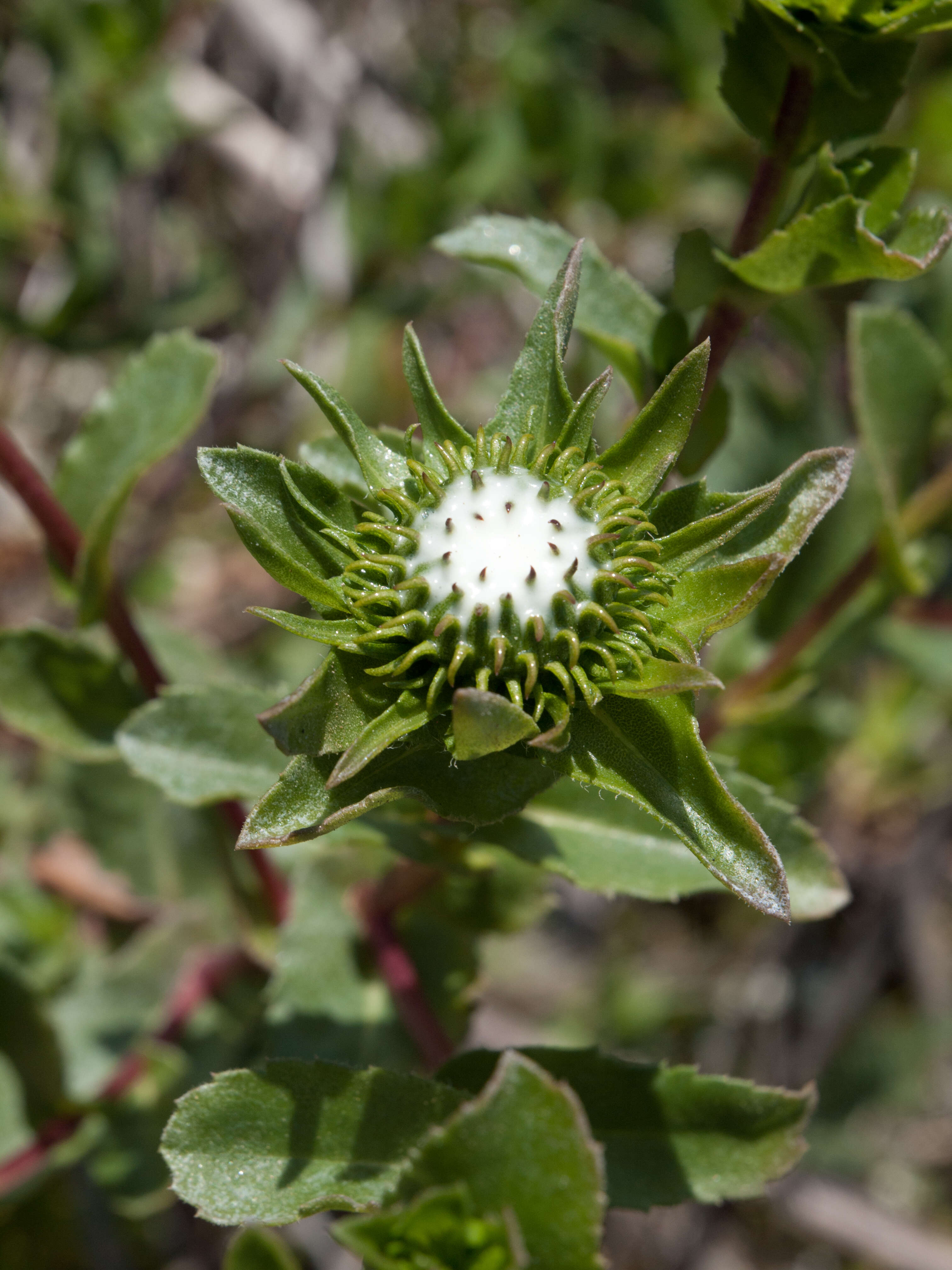 Grindelia nana resmi