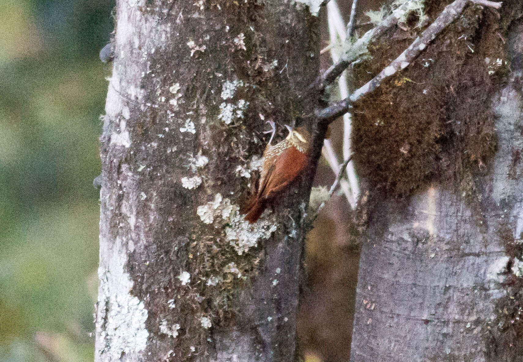 Image of Pearled Treerunner