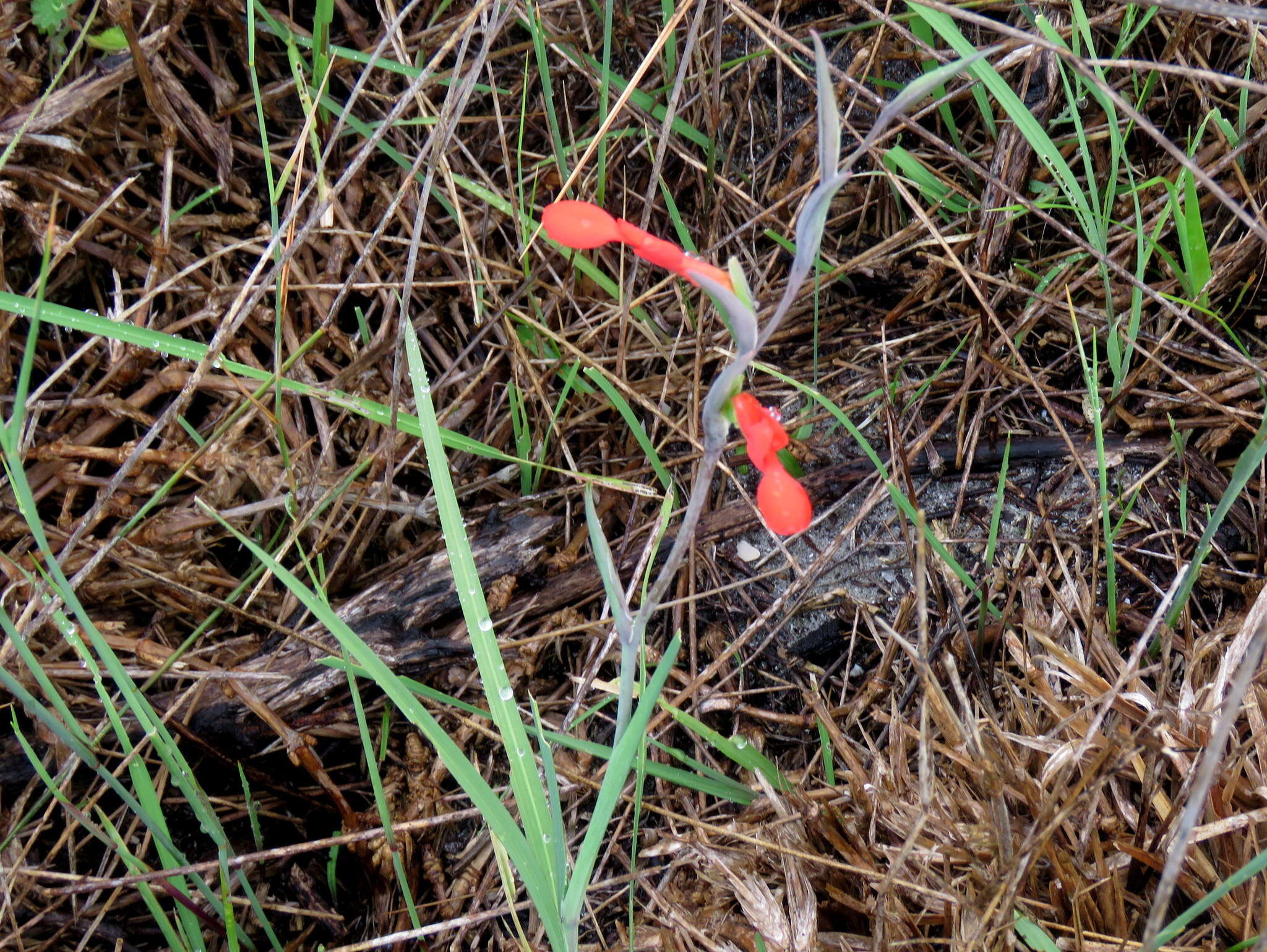 Plancia ëd Gladiolus cunonius (L.) Gaertn.