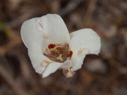 Image of butterfly mariposa lily