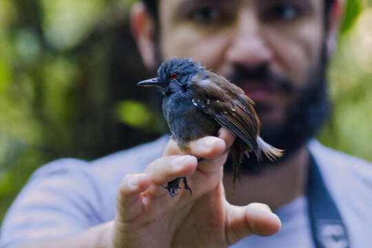 Image of Dull-mantled Antbird