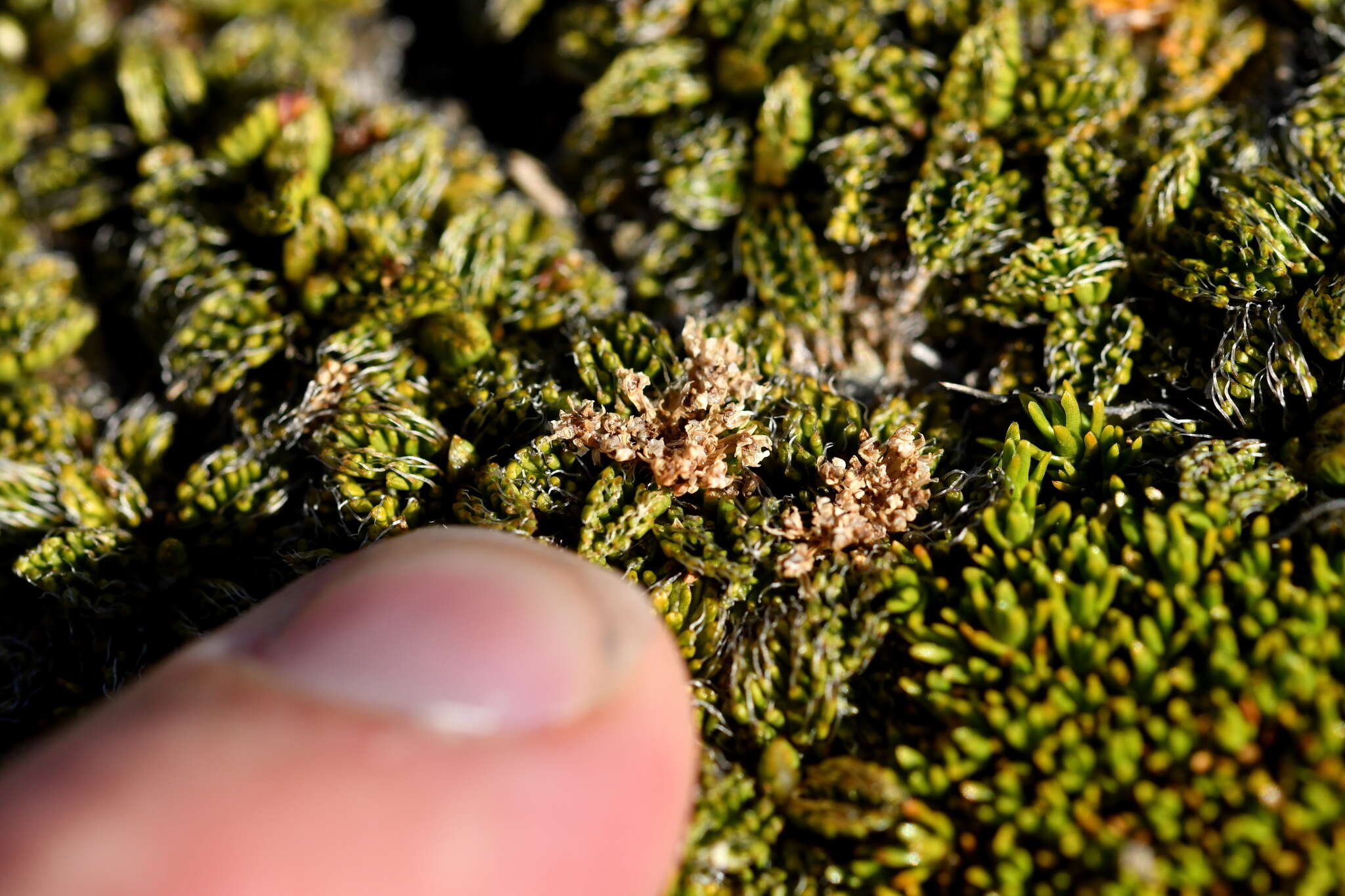 Anisotome imbricata (Hook. fil.) Cockayne的圖片