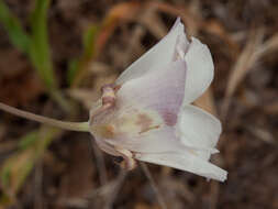 Image of butterfly mariposa lily