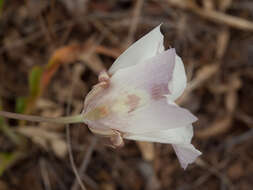 Image of butterfly mariposa lily