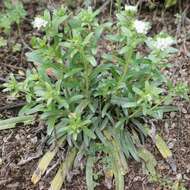 Lithospermum distichum Ortega的圖片