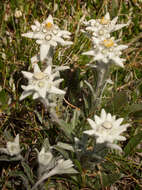 Image of edelweiss