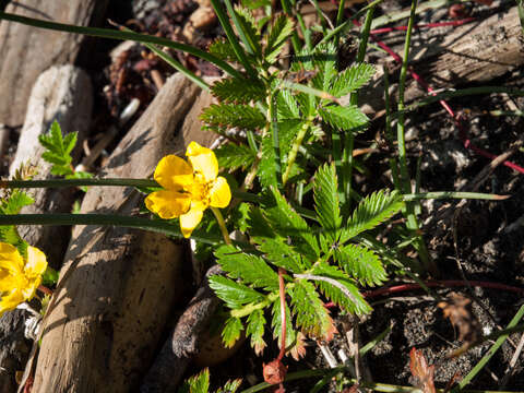 Image of silverweed cinquefoil