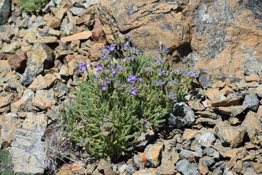 Image of Mount Eddy Jacob's-ladder